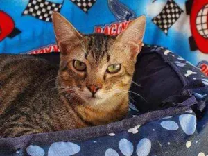 Gato raça SRD idade 2 a 6 meses nome TOM