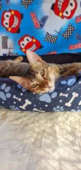 TOM