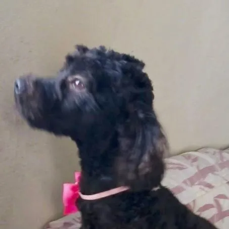 Cachorro raça Poodle idade 1 ano nome BELLO