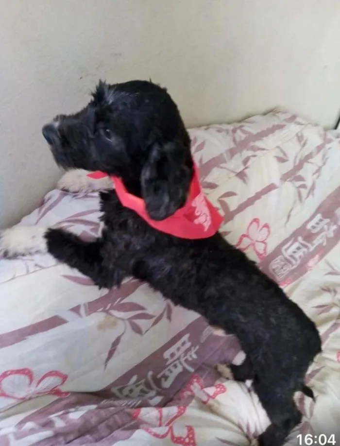 Cachorro raça Poodle idade 1 ano nome BELLO