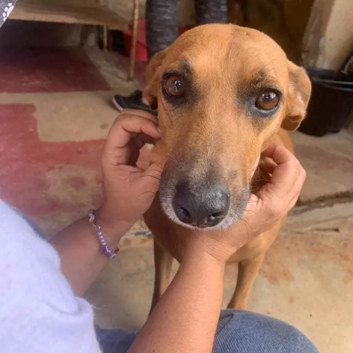 Cachorro ra a SRD idade 3 anos nome João 