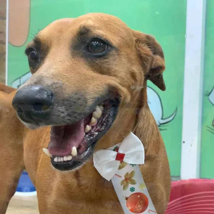 Cachorro ra a SRD idade 3 anos nome João 