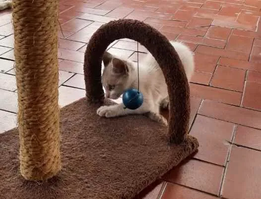 Gato ra a SRD idade 2 a 6 meses nome Bebê 