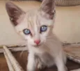 Bebê 