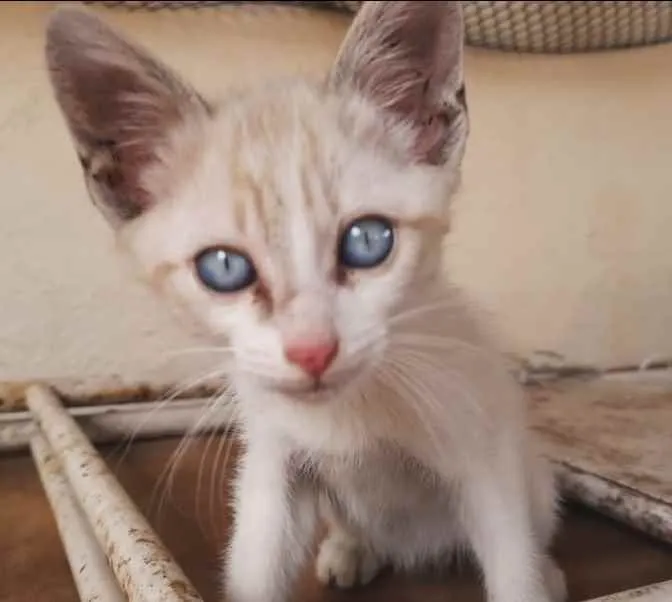 Gato ra a SRD idade 2 a 6 meses nome Bebê 