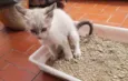 Bebê 