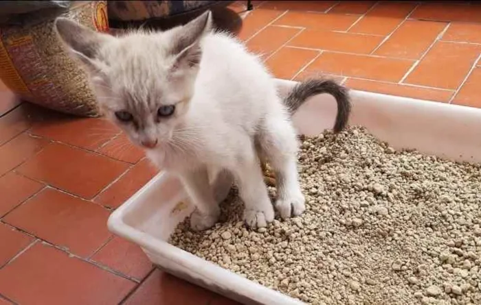 Gato ra a SRD idade 2 a 6 meses nome Bebê 