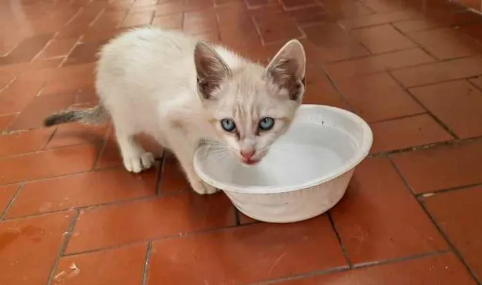 Gato ra a SRD idade 2 a 6 meses nome Bebê 