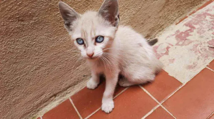 Gato ra a SRD idade 2 a 6 meses nome Bebê 