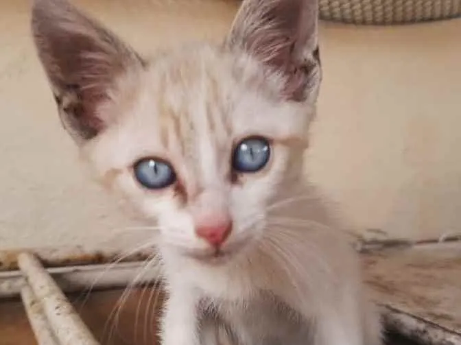 Gato ra a SRD idade 2 a 6 meses nome Bebê 