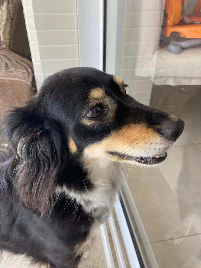Cachorro ra a Vira-lata idade 6 ou mais anos nome Milu CASTRADA
