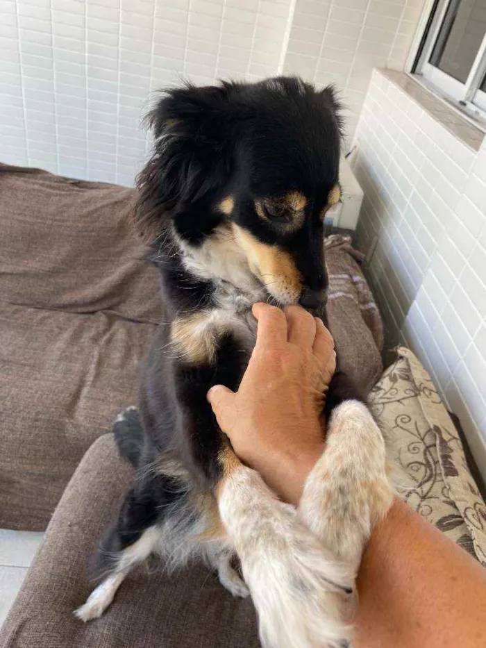 Cachorro ra a Vira-lata idade 6 ou mais anos nome Milu CASTRADA