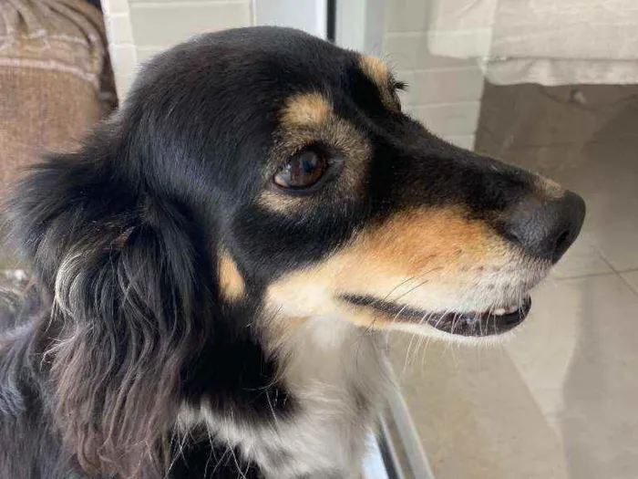 Cachorro ra a Vira-lata idade 6 ou mais anos nome Milu CASTRADA