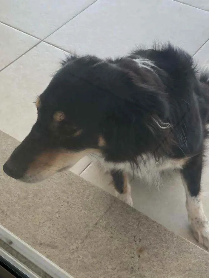 Cachorro ra a Vira-lata idade 6 ou mais anos nome Milu CASTRADA