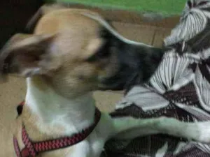 Cachorro raça Per idade 2 a 6 meses nome Scub