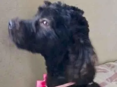 Cachorro raça Poodle idade 1 ano nome BELLO