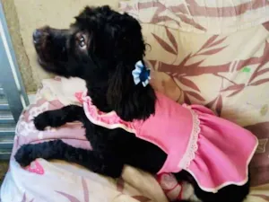 Cachorro raça Poodle idade 2 anos nome JULIETTE