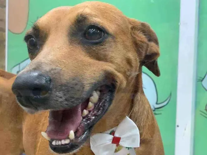 Cachorro ra a SRD idade 3 anos nome João 