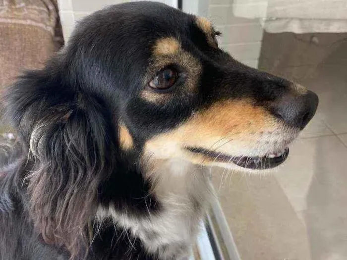 Cachorro ra a Vira-lata idade 6 ou mais anos nome Milu CASTRADA