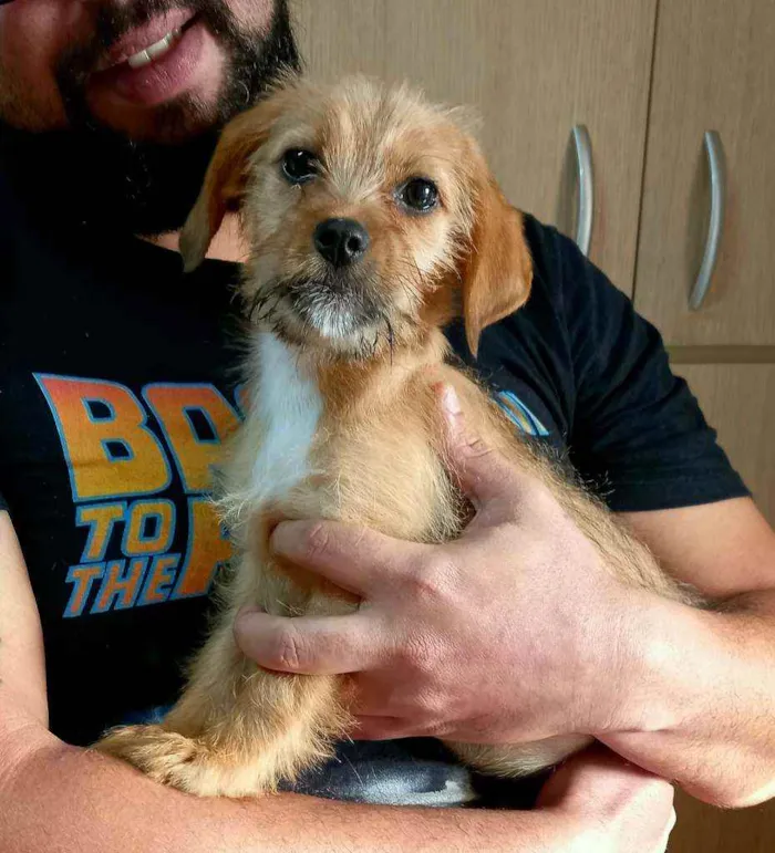 Cachorro raça Srd idade 2 a 6 meses nome Flor