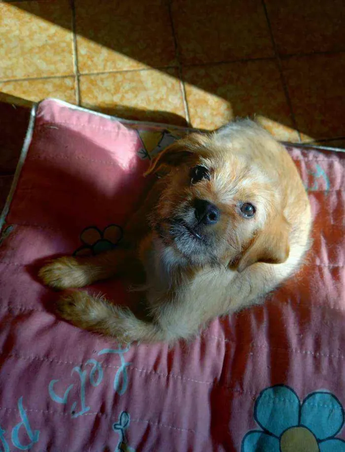 Cachorro raça Srd idade 2 a 6 meses nome Flor