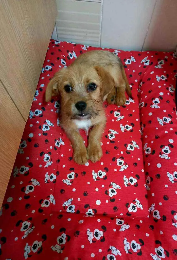 Cachorro raça Srd idade 2 a 6 meses nome Flor