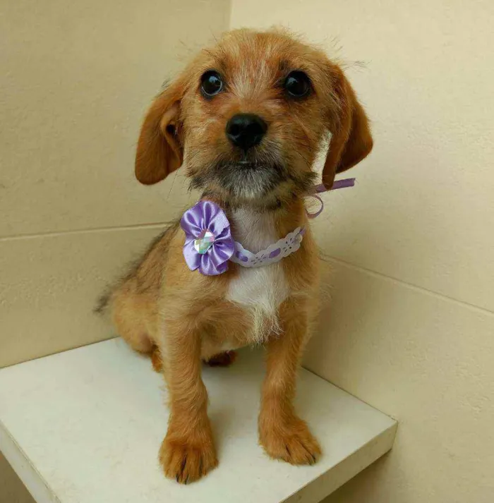 Cachorro raça Srd idade 2 a 6 meses nome Flor