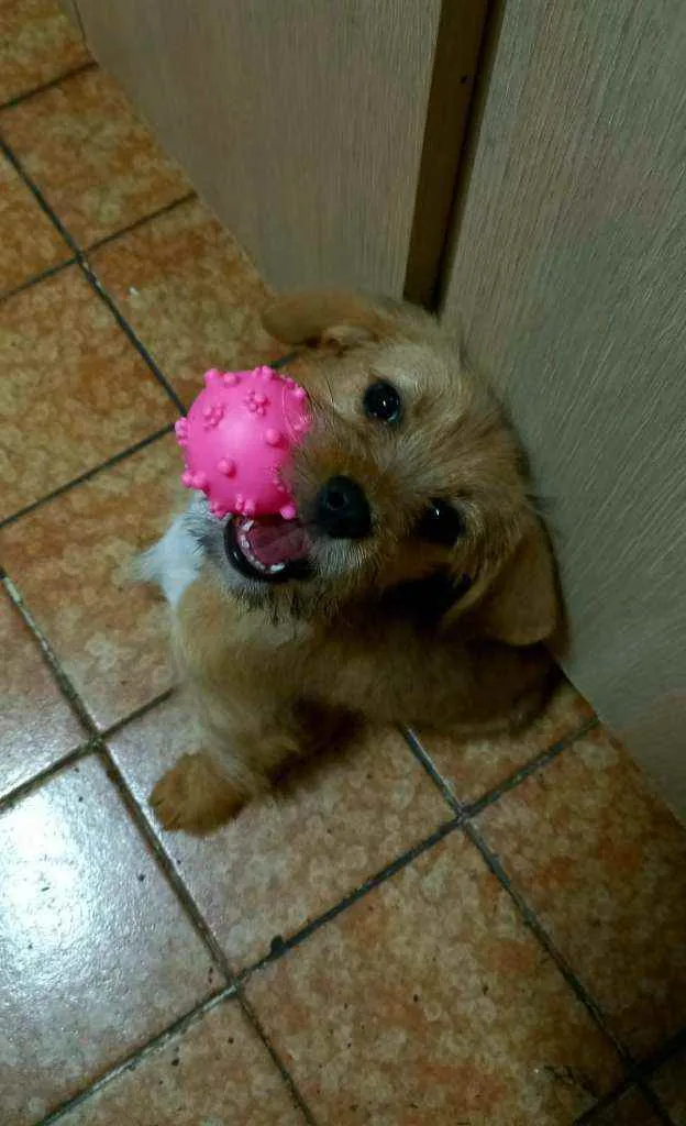 Cachorro raça Srd idade 2 a 6 meses nome Flor