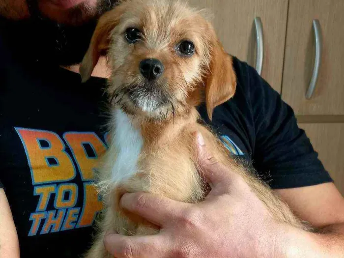 Cachorro raça Srd idade 2 a 6 meses nome Flor