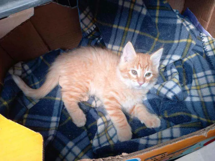 Gato raça SRD idade 2 a 6 meses nome Sushi