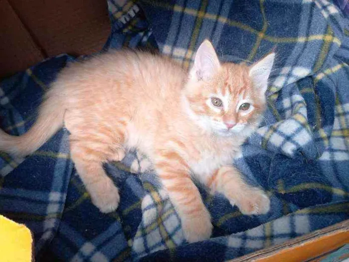 Gato raça SRD idade 2 a 6 meses nome Sushi