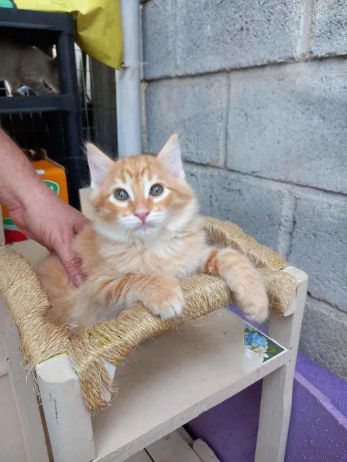 Gato raça SRD idade 2 a 6 meses nome Sushi