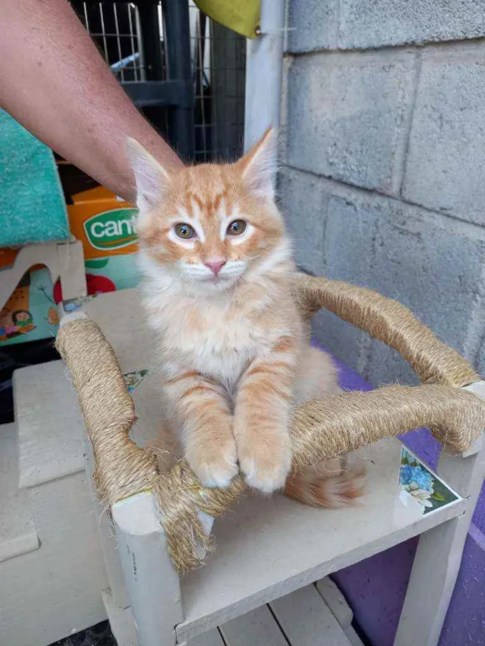 Gato raça SRD idade 2 a 6 meses nome Sushi