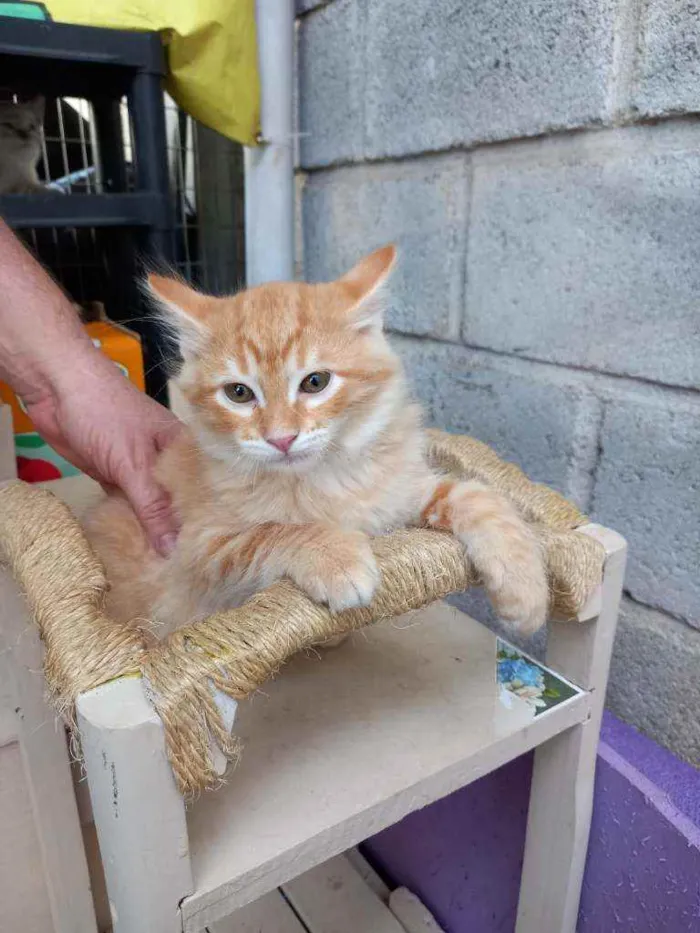 Gato raça SRD idade 2 a 6 meses nome Sushi