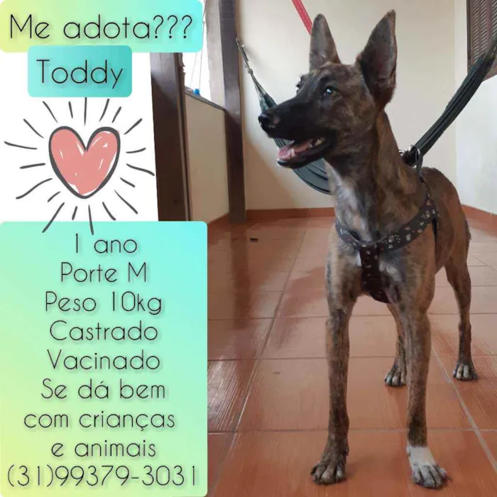 Cachorro raça SRD idade 1 ano nome Toddy