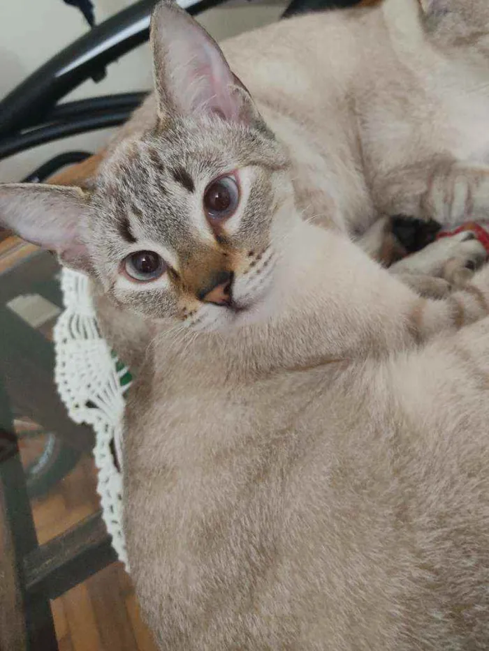 Gato ra a ? idade 7 a 11 meses nome Raquel