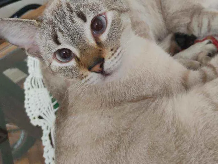 Gato ra a ? idade 7 a 11 meses nome Raquel