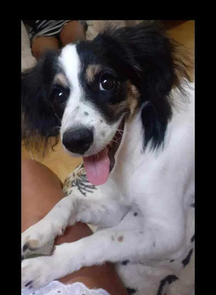 Cachorro ra a Vira-lata  idade 1 ano nome Brisa