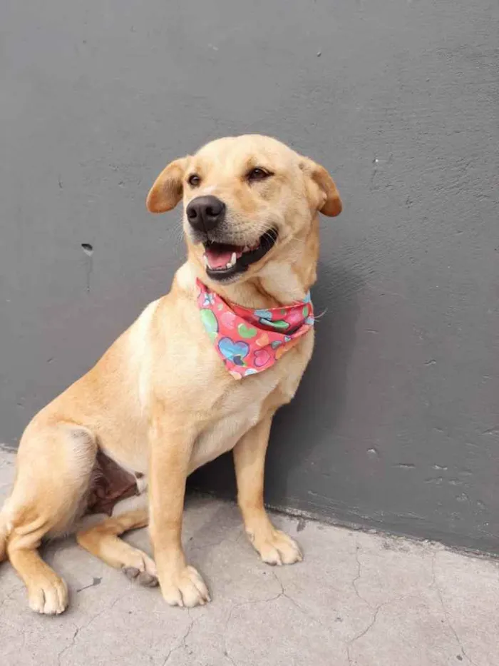 Cachorro ra a  idade 2 anos nome Tereza 