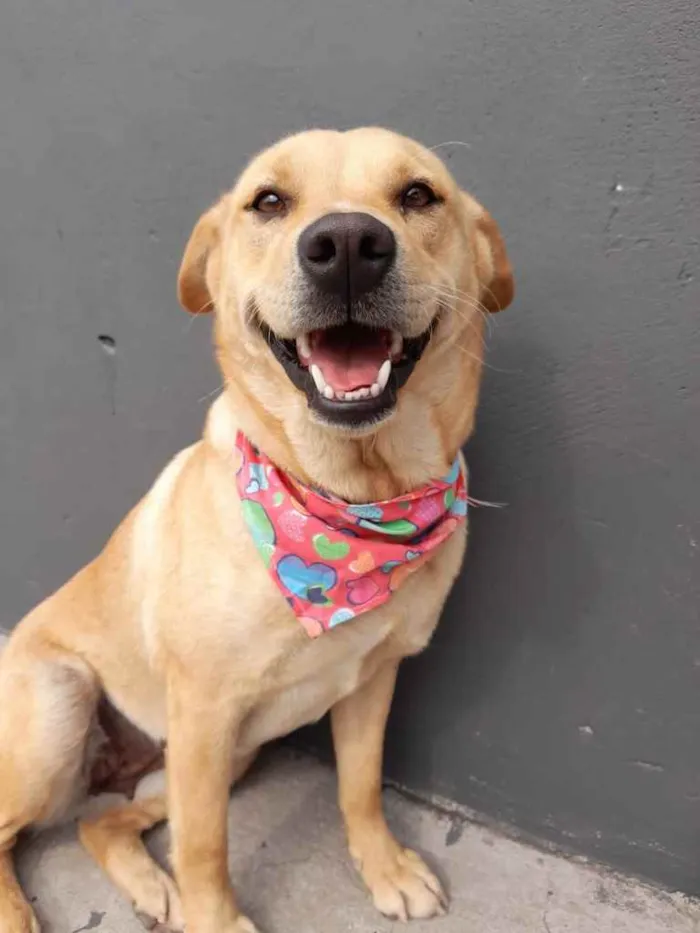 Cachorro ra a  idade 2 anos nome Tereza 