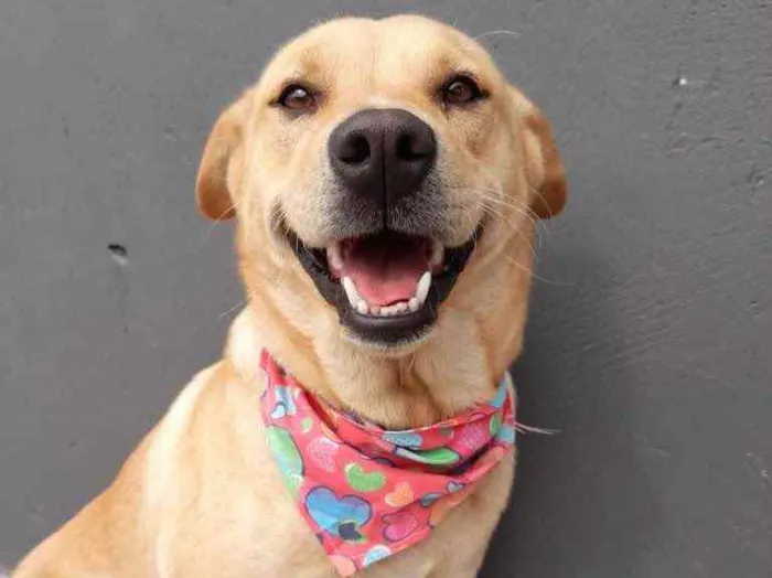 Cachorro ra a  idade 2 anos nome Tereza 