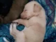 Mel e Pepê