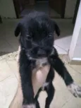 Mel e Pepê