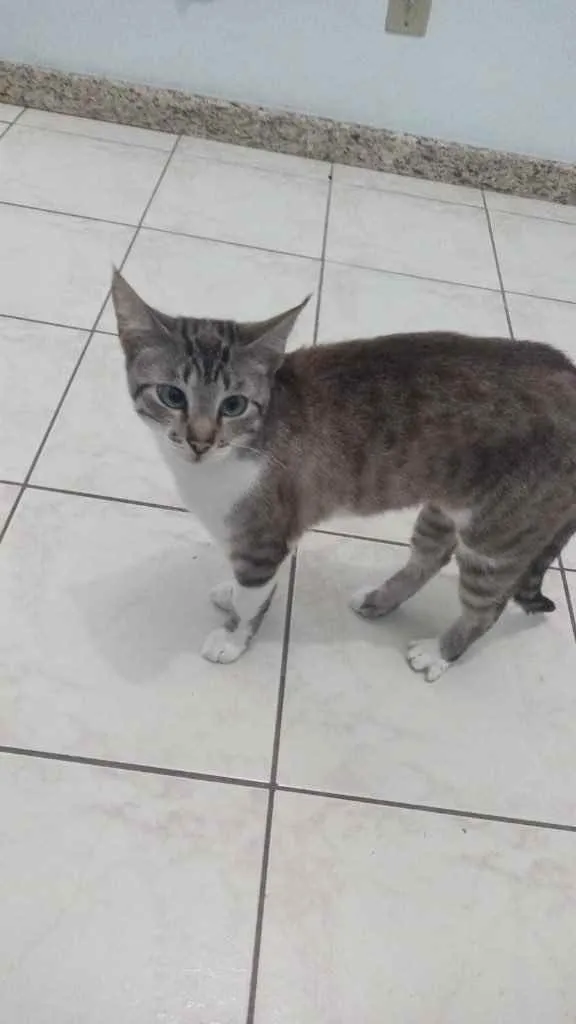 Gato ra a  idade 1 ano nome Não sei 