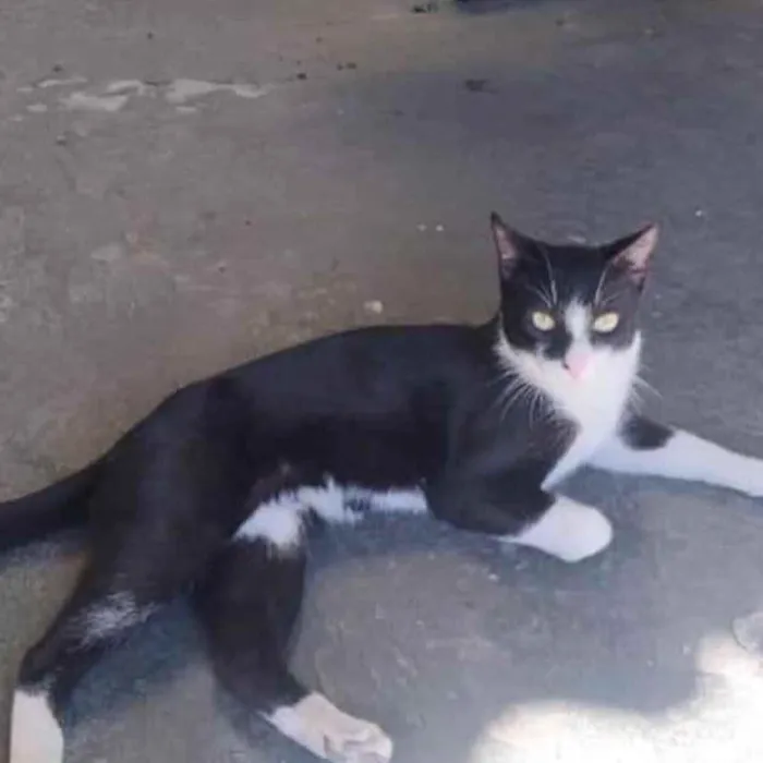 Gato ra a  idade 1 ano nome Não sei 