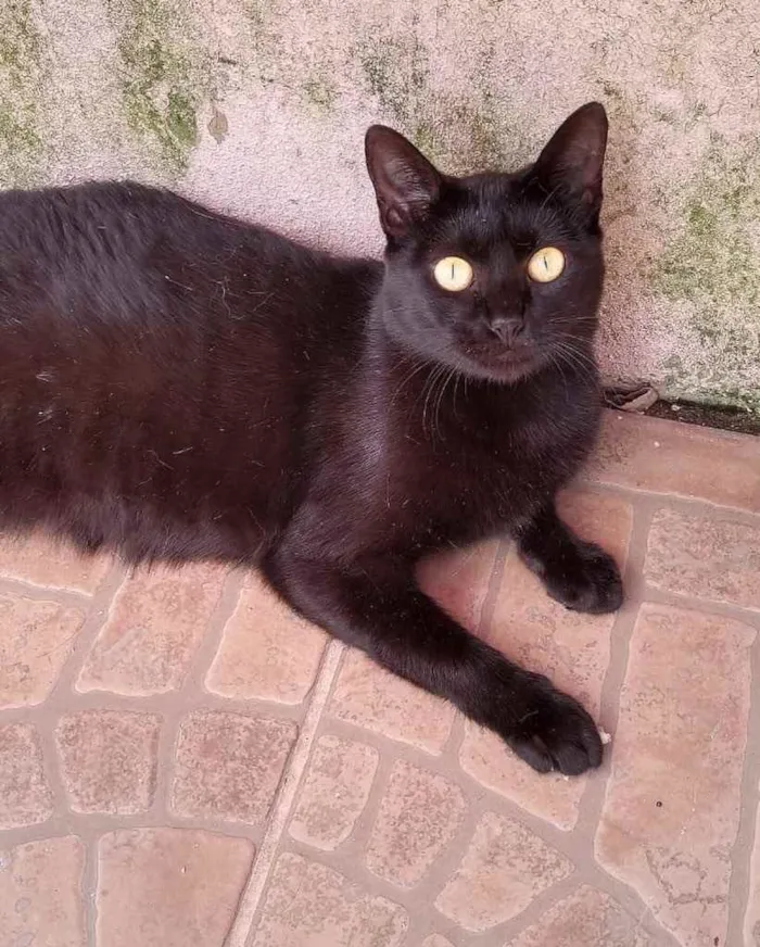 Gato ra a  idade 1 ano nome Não sei 