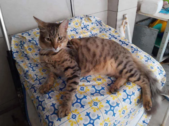 Gato ra a Indefinida idade 7 a 11 meses nome Charmoso