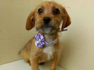 Cachorro raça Srd idade 2 a 6 meses nome Flor