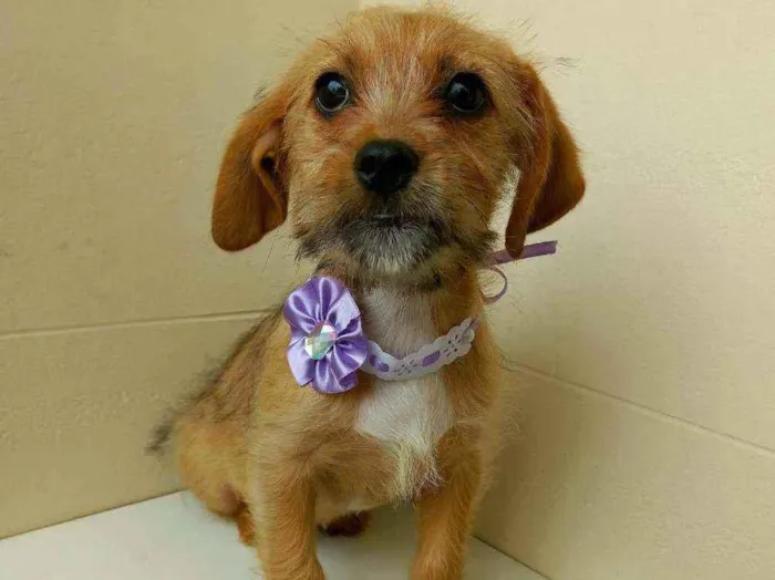 Cachorro raça Srd idade 2 a 6 meses nome Flor