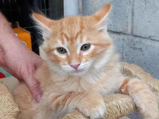 Gato raça SRD idade 2 a 6 meses nome Sushi